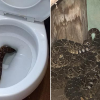 Family finds rattlesnake in toilet, then 23 more underneath their house